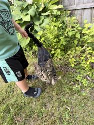 Found/Stray Male Cat last seen South Manning near South Pine in Albany NY, Albany, NY 12208