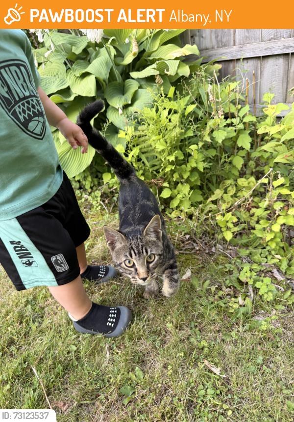Found/Stray Male Cat last seen South Manning near South Pine in Albany NY, Albany, NY 12208
