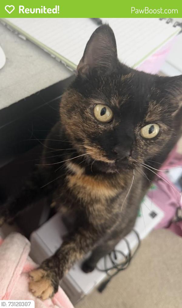 Reunited Female Cat last seen Marcia Road, Old Kent, Greater London, England 
