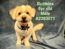 Shelter Stray Male Dog last seen , West Valley Animal Shelter, 20655 Plummer St, Chatsworth, CA 91311, USA