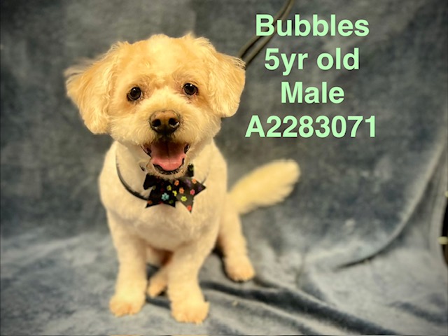 Shelter Stray Male Dog last seen , West Valley Animal Shelter, 20655 Plummer St, Chatsworth, CA 91311, USA
