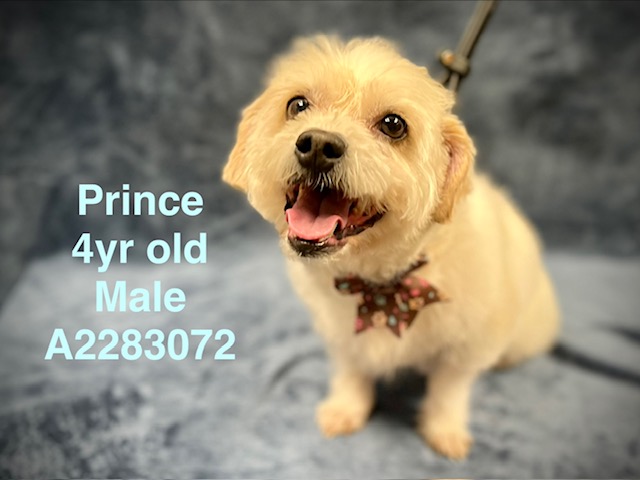 Shelter Stray Male Dog last seen , West Valley Animal Shelter, 20655 Plummer St, Chatsworth, CA 91311, USA