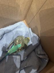 Found/Stray Unknown Bird last seen gardner and washington in the trader joes parking lot, Naperville, IL 60540