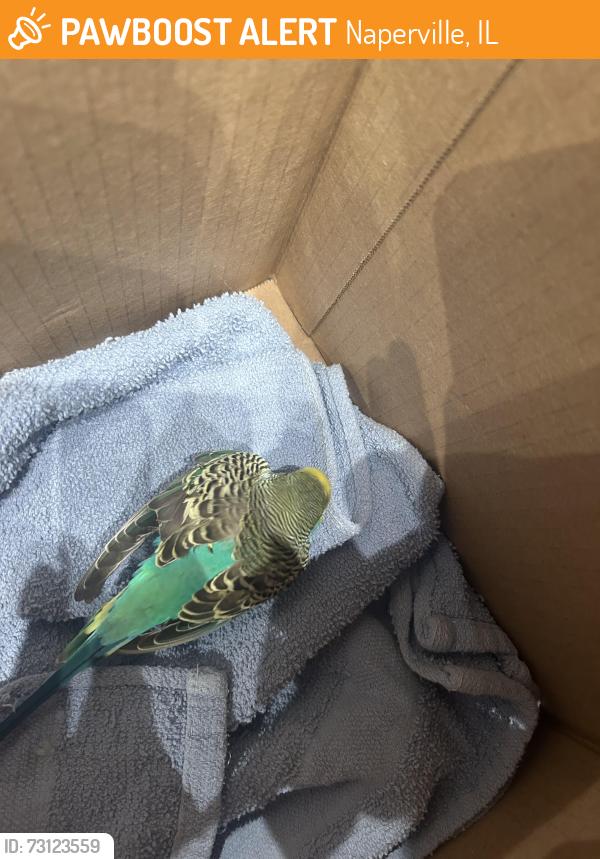 Found/Stray Unknown Bird last seen gardner and washington in the trader joes parking lot, Naperville, IL 60540