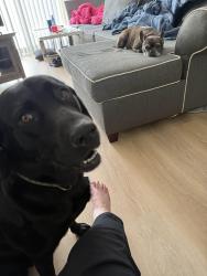 Reunited Female Dog last seen Harmony Drive and Woodgate Drive Troy MI 489083, Troy, MI 48083