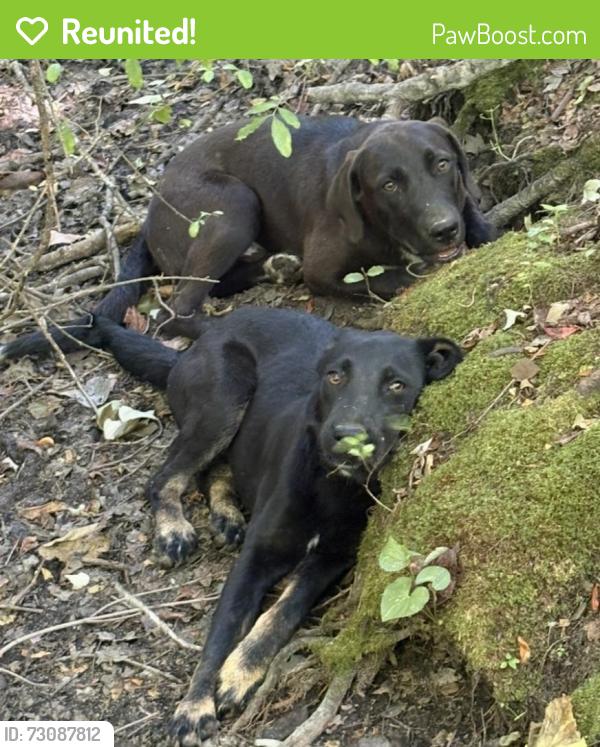 Reunited Male Dog last seen Hobson road and Hwy 301, Harnett County, NC 28334