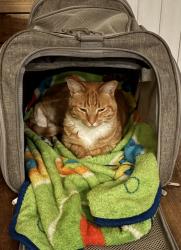 Reunited Female Cat last seen School Street / Rancho Drive, Elk Grove, CA 95624