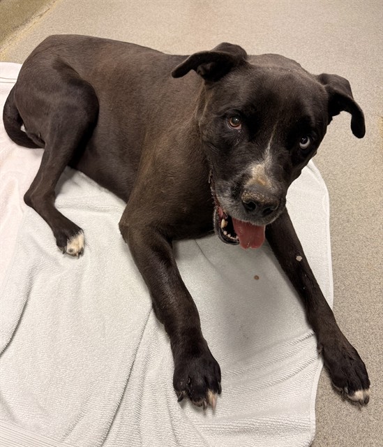 Shelter Stray Female Dog last seen , 31044 Charlie Canyon Rd, Castaic, CA 91384, USA