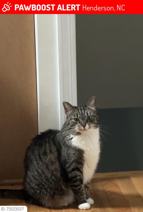 Lost Female Cat last seen Dabney drive and Parker lane, Henderson, NC 27536