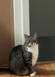 Lost Female Cat last seen Dabney drive and Parker lane, Henderson, NC 27536