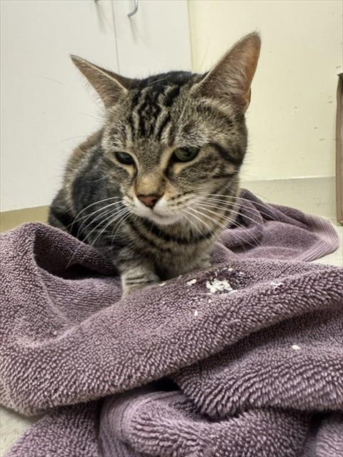 Shelter Stray Female Cat last seen FREMONT BLVD, 1950 Stevenson Blvd, Fremont, CA 94538, USA