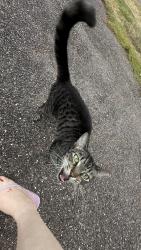 Found/Stray Female Cat last seen Squire dr and 8th, Gainesville, FL 32607