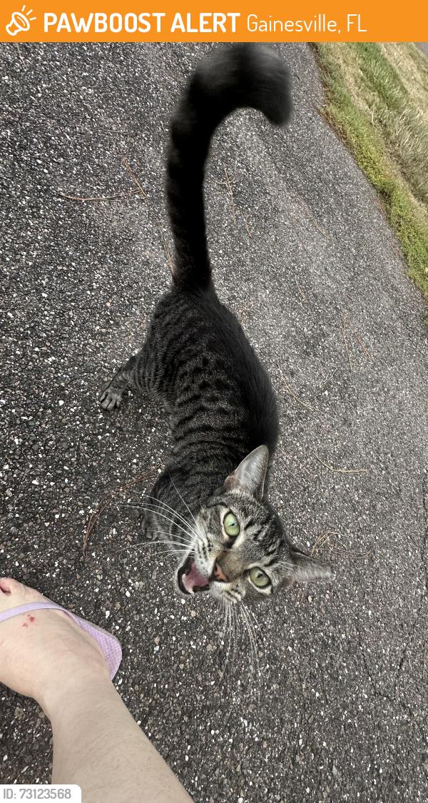 Found/Stray Female Cat last seen Squire dr and 8th, Gainesville, FL 32607
