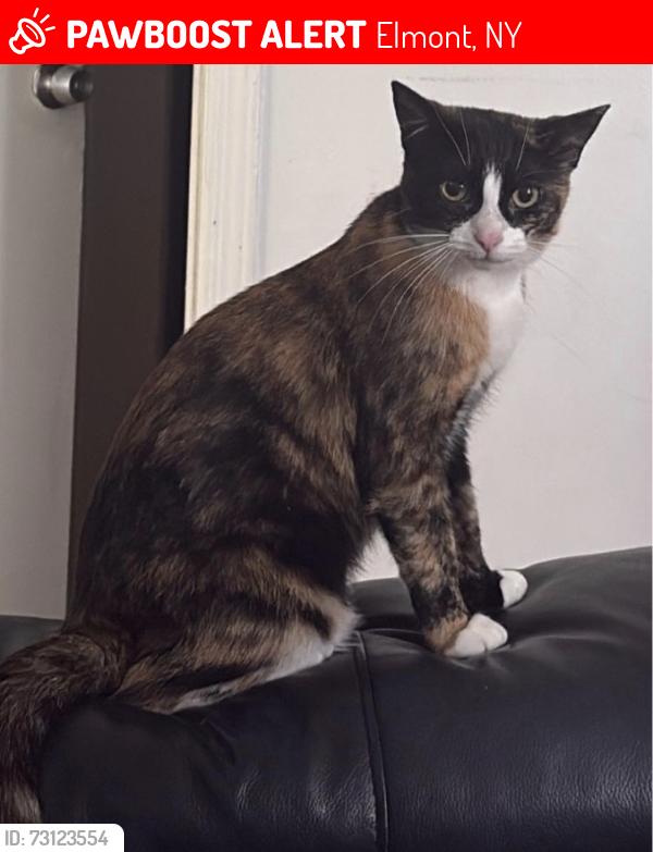 Lost Female Cat last seen behind the elmont library , Elmont, NY 11003
