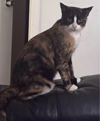 Lost Female Cat last seen behind the elmont library , Elmont, NY 11003