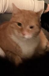 Lost Male Cat last seen 124th and Catherine drive, Lake Stevens, WA 98258