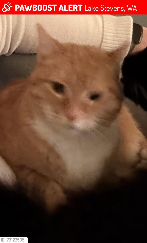 Lost Male Cat last seen 124th and Catherine drive, Lake Stevens, WA 98258