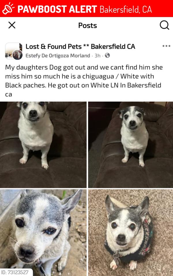 Lost Male Dog last seen White Ln/ Union Av./South H, Bakersfield, CA 93307