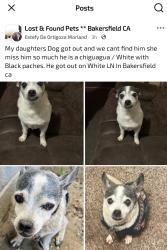 Lost Male Dog last seen White Ln/ Union Av./South H, Bakersfield, CA 93307
