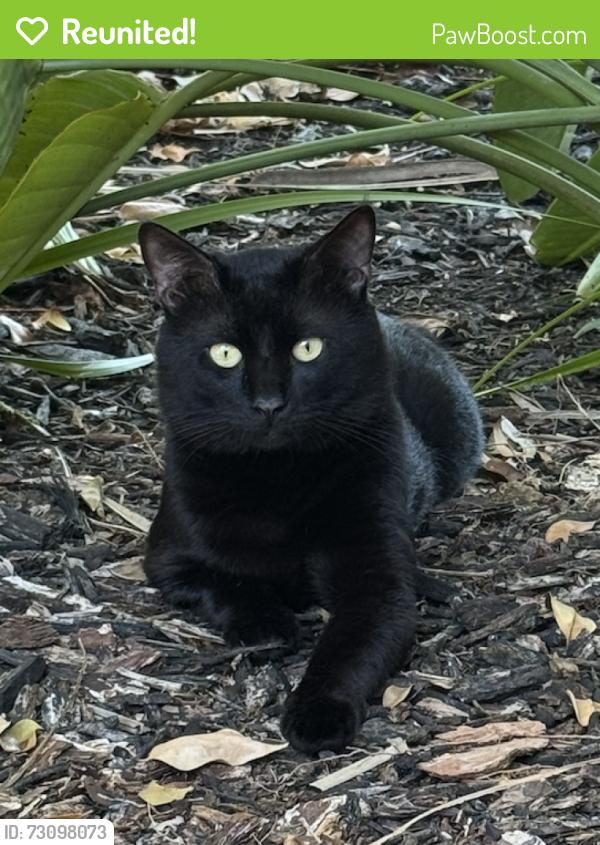 Reunited Male Cat last seen ladera ests Blvd, Lutz, FL 33548