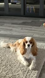 Reunited Female Dog last seen Near Sun King Ln, Frisco, TX 75033, USA, Frisco, TX 75033