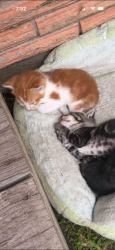 Lost Male Cat last seen Oak Forest/Garden Oaks area, W 31st at Alba, Houston, TX 77008