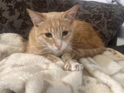 Found/Stray Male Cat last seen 3rd and Occidental, Los Angeles, CA 90057