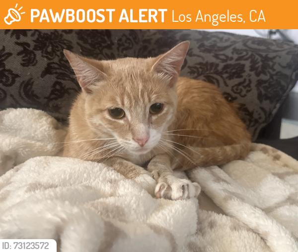 Found/Stray Male Cat last seen 3rd and Occidental, Los Angeles, CA 90057