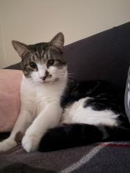 Lost Male Cat last seen Calle Littlefield con pilgrim, Detroit, MI 48227