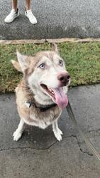 Reunited Male Dog last seen Wentworth & Gadsden, Charleston, SC 29401