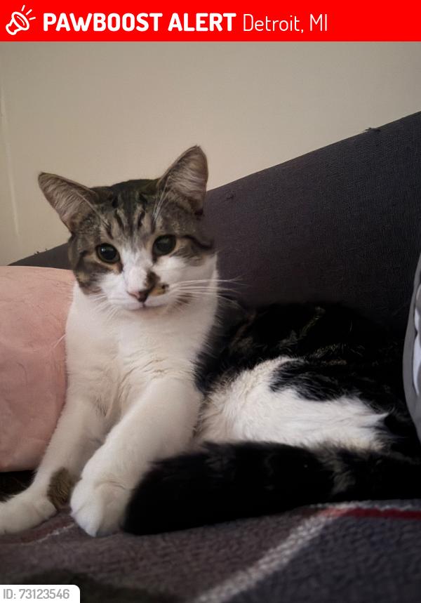Lost Male Cat last seen Calle Littlefield con pilgrim, Detroit, MI 48227