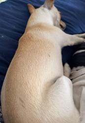 Reunited Female Dog last seen Buena Vista, Yucca Valley, CA 92286