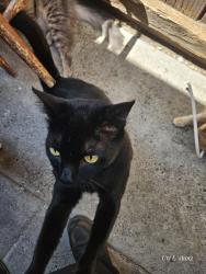 Reunited Male Cat last seen Cathay drive, ocala avenue, overfelt highschool field, San Jose, CA 95122