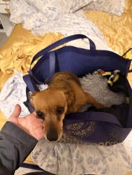 Lost Female Dog last seen Avon ave Atlanta ga, Atlanta, GA 30310