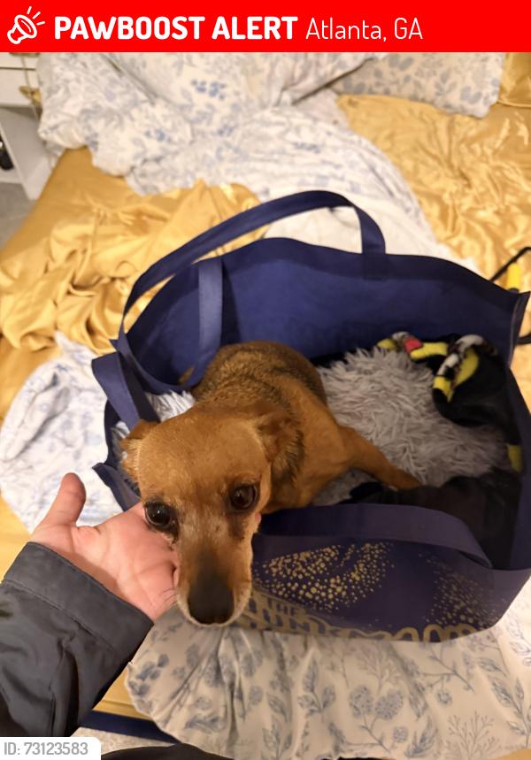 Lost Female Dog last seen Avon ave Atlanta ga, Atlanta, GA 30310