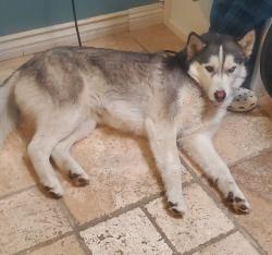Lost Male Dog last seen SENECA RD, Victorville, CA 92395
