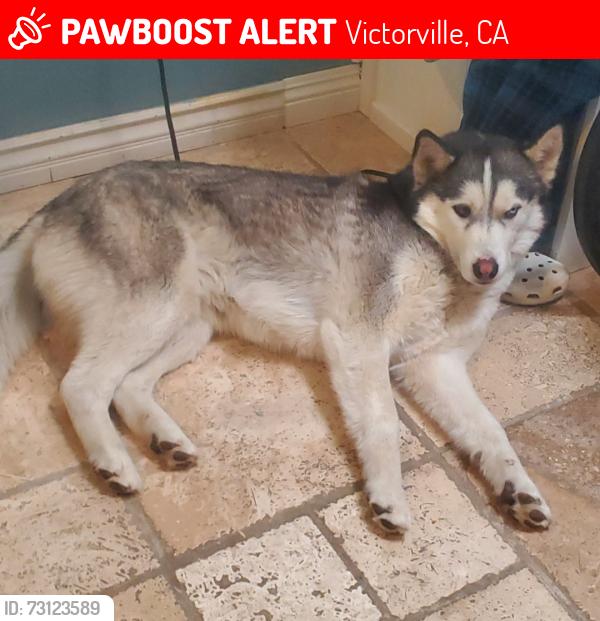 Lost Male Dog last seen SENECA RD, Victorville, CA 92395