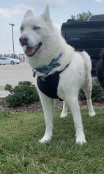 Reunited Male Dog last seen The shops at Wellington Square, Wellington, FL 33414