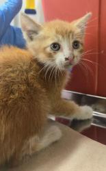 Shelter Stray Male Cat last seen N Marks Ave & W McKinley Ave, Fresno Zone Fresno CO 2 93722, CA, 1510 W Dan Ronquillo Dr, Fresno, CA 93706, USA