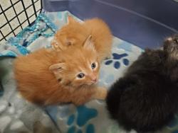 Shelter Stray Male Cat last seen Sylvania Backyard, Lucas County, OH, 827 Illinois Ave, Maumee, OH 43537, USA