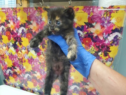 Shelter Stray Female Cat last seen Sylvania Backyard, Lucas County, OH, 827 Illinois Ave, Maumee, OH 43537, USA