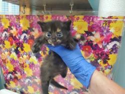 Shelter Stray Female Cat last seen Sylvania Backyard, Lucas County, OH, 827 Illinois Ave, Maumee, OH 43537, USA