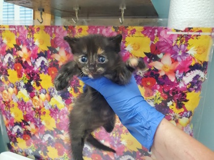 Shelter Stray Female Cat last seen Sylvania Backyard, Lucas County, OH, 827 Illinois Ave, Maumee, OH 43537, USA