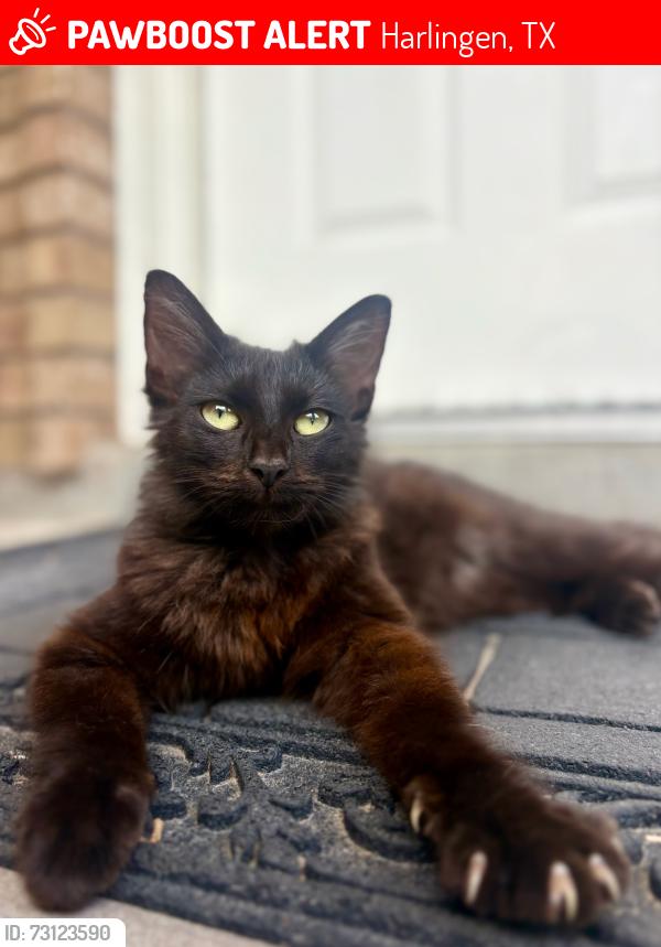 Lost Female Cat last seen Mark and Jeff, Harlingen, TX 78550