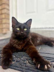Lost Female Cat last seen Mark and Jeff, Harlingen, TX 78550