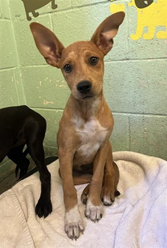 Shelter Stray Female Dog last seen RIO LINDA BLVD & MARYSVILLE BLVD, 2127 Front St, Sacramento, CA 95818, USA