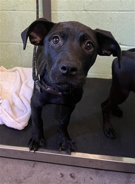 Shelter Stray Male Dog last seen RIO LINDA BLVD & MARYSVILLE BLVD, 2127 Front St, Sacramento, CA 95818, USA