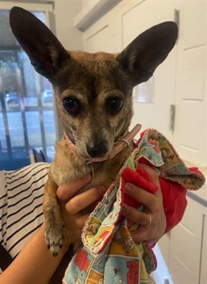 Shelter Stray Female Dog last seen BROADWAY & 49TH ST, 2127 Front St, Sacramento, CA 95818, USA