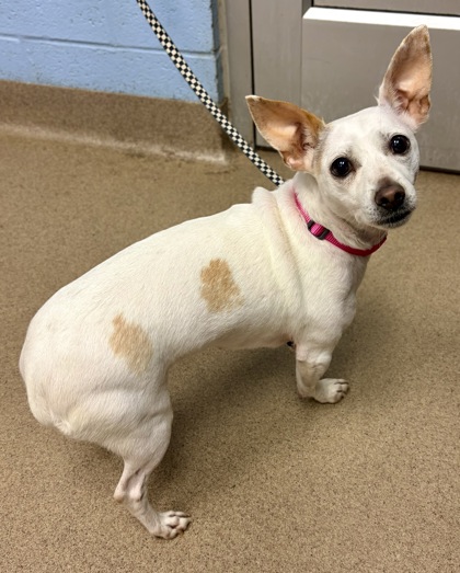 Shelter Stray Female Dog last seen Near Peachtree Rd NE, Atlanta, GA 30319, 30319, GA, 3280 Chamblee Dunwoody Rd, Chamblee, GA 30341, USA