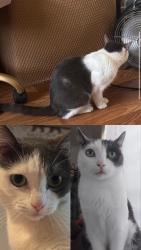 Lost Female Cat last seen Given Pl and S 4th St, Montebello, CA 90640